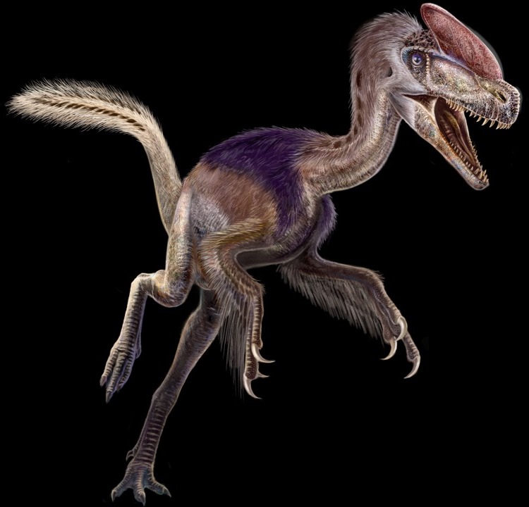Rendering of the Guanlong wucaii, a theropod dinosaur discovered by Professor Jim Clark and his team. (art by Zhongda Zhang)