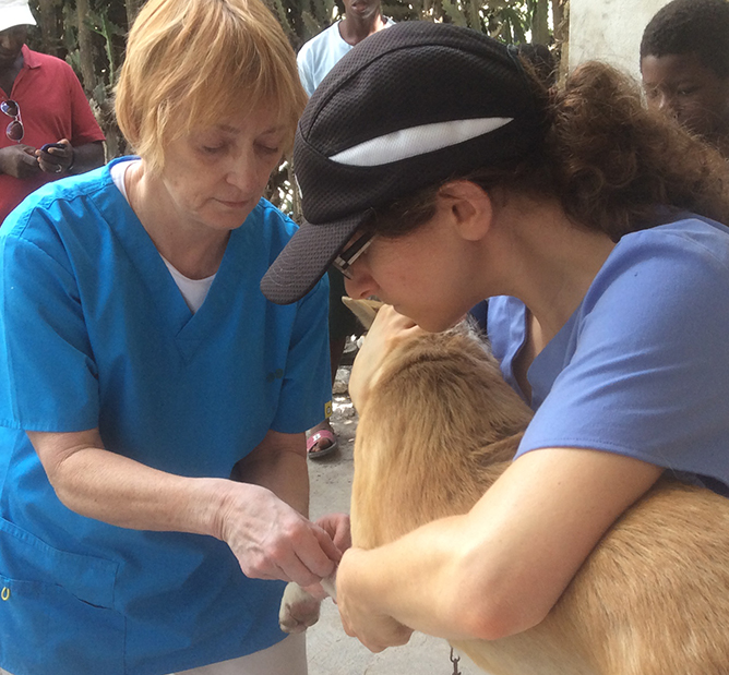 Holly Gill helping a pet in a volunteer clinic in the Caribbean